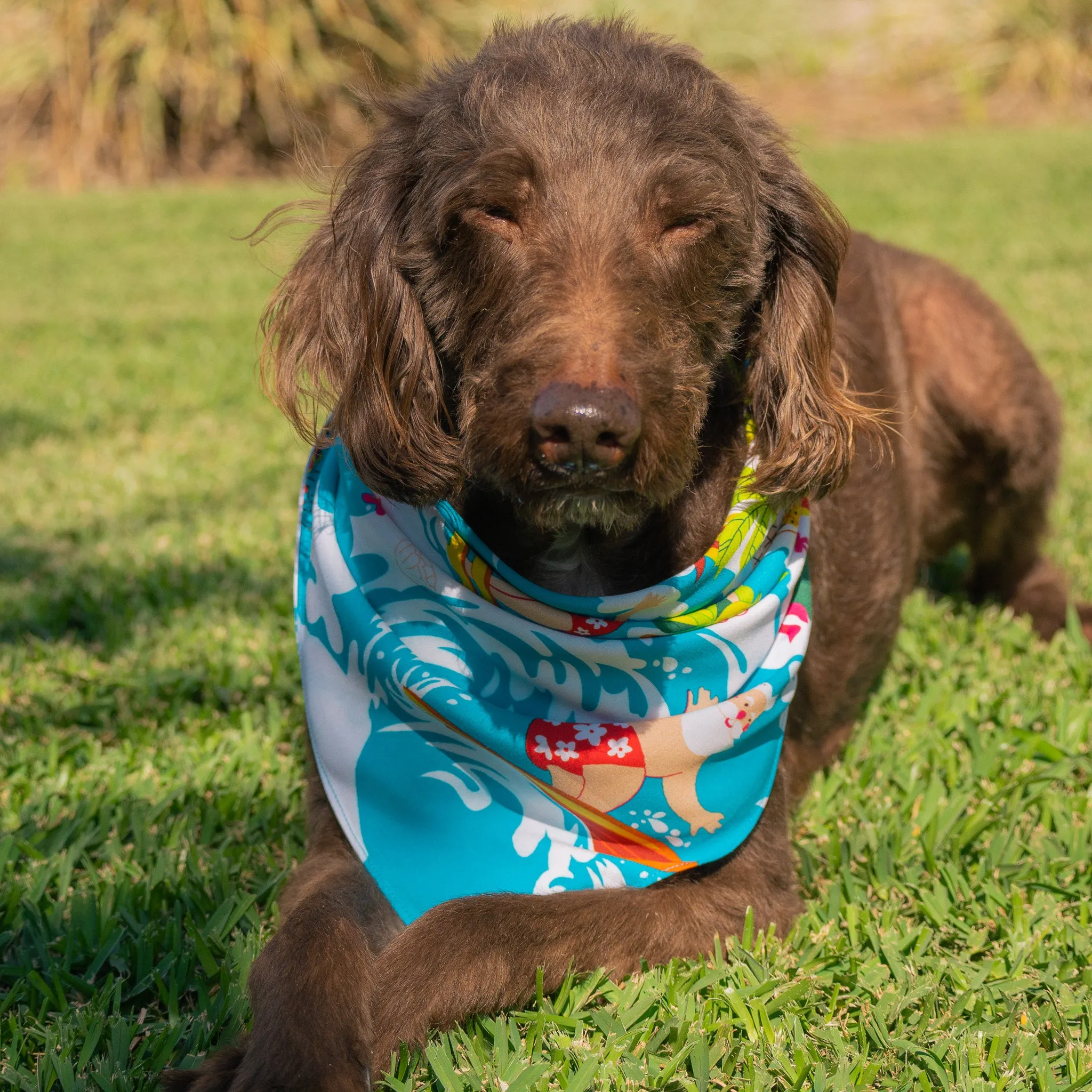 Blue Surfing Santa - Dog Bandana