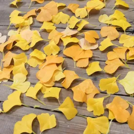 Bulk 108pcs Ginkgo Leaves Artificial Autumn Decoration Wholesale