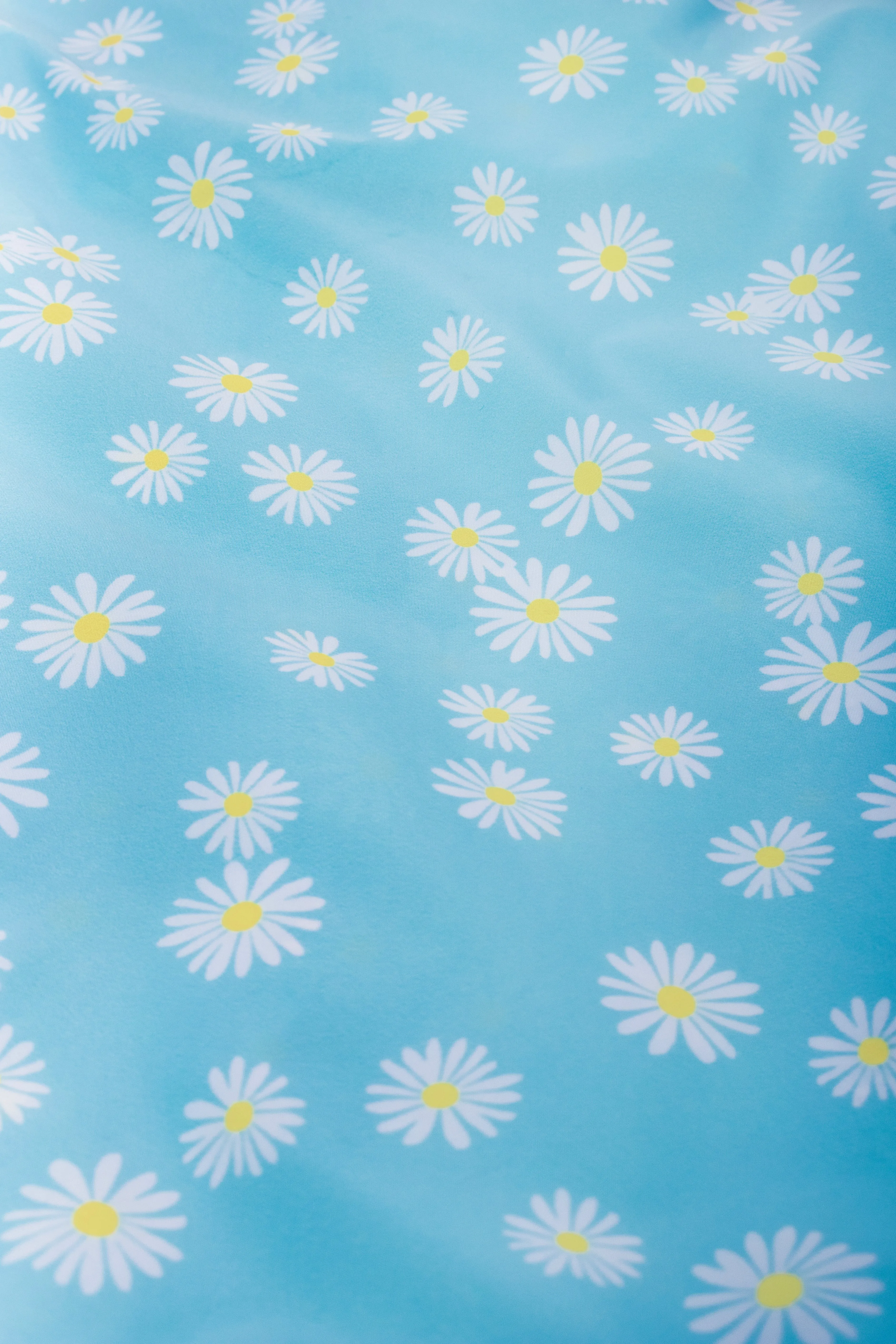 Daisy Blue | Medium