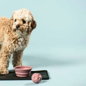 Dog Bowl Collapsible