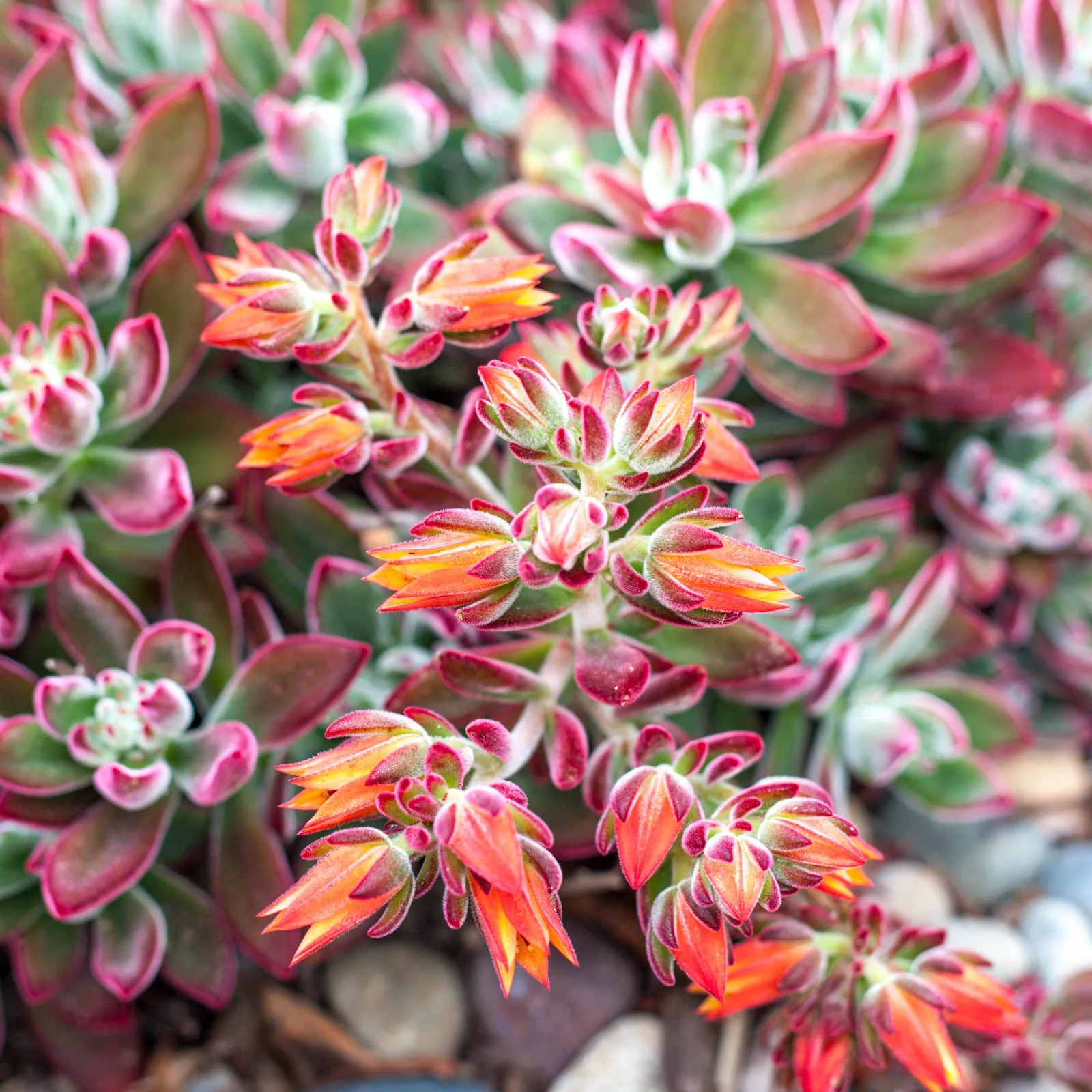 Echeveria harmsii 'Ruby Slippers'