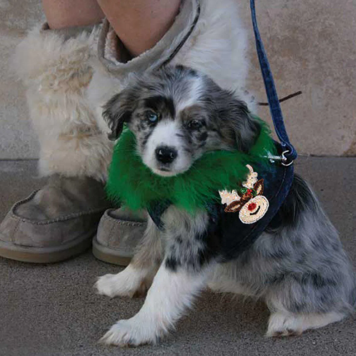 Hollywood Denim Dog Harness Vest With Boa Collar