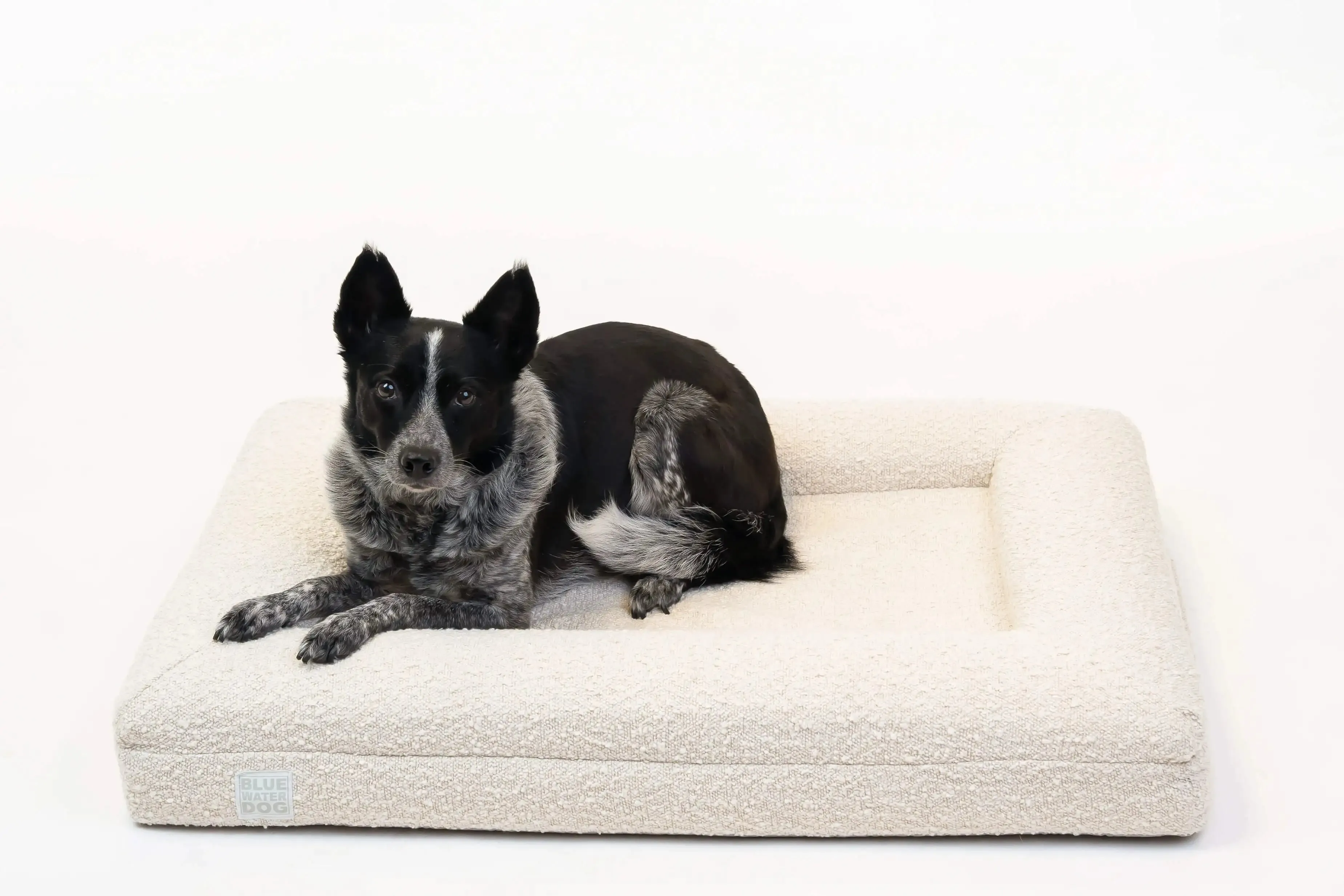 Medium Luxury Bouclé Orthopedic Bluewater Dog Bed (Cloud)