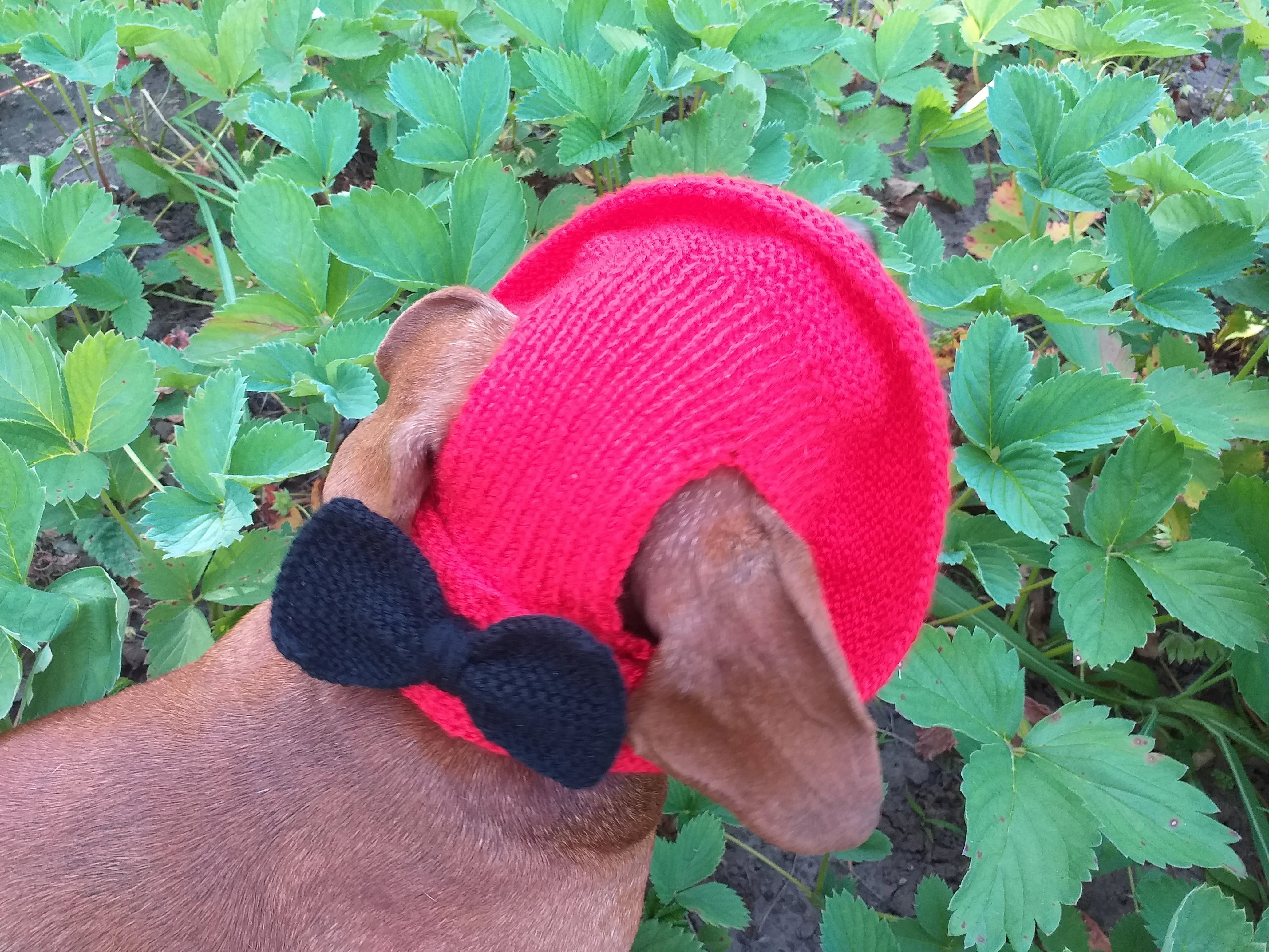 Pet clothes red summer hat with black bow, panama for dachshund