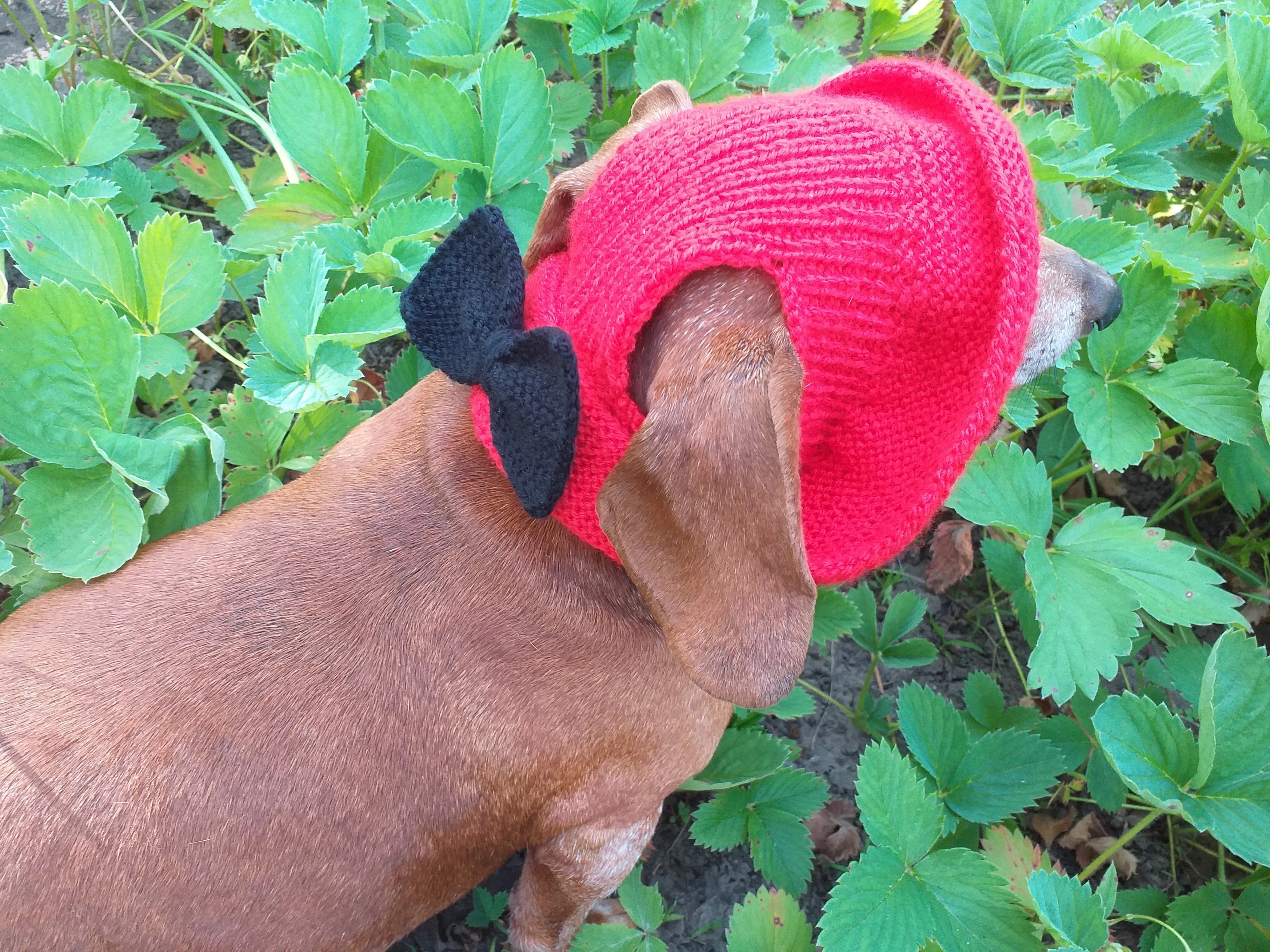 Pet clothes red summer hat with black bow, panama for dachshund